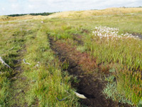 Husby Klitplantage Ruten - Husby Dünenplantage-Route